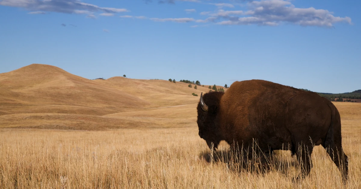 North Dakota LLC Operating Agreement: Drafting Checklist
