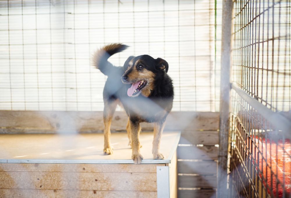 How to Start an Animal Rescue Nonprofit